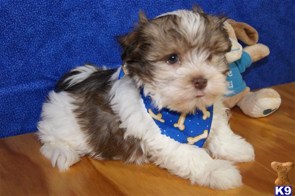 Havanese Puppy For Sale ADORABLE LITTLE MALE HAVANESE PUPPY 12 Years Old   Leroy FHLUG Havanese A201219105542 